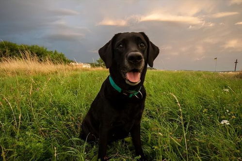 养狗真的能辟邪去灾避邪吗？身边十种物件中哪些有这种神奇功效？