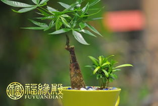二、 不同功能区的植物摆放细则及禁忌