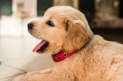 属狗双鱼座2026年健康运势如何，与1970年属狗双鱼座2025年健康运势有何不同？