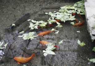 梦见养鱼鱼死了一部分，这究竟预示着什么不祥的征兆？