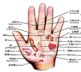 女生手相指头长度图解，如何解读手掌图片？