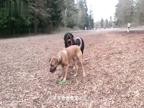 梦里的犬咬犬：一场混乱的心灵嘉年华