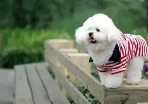 白羊座的男生是不是像泰迪一样可爱，被称为白羊男泰迪呢？