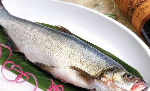 普通鱼类是否嫩够被用作风水鱼，以改善家居风水？