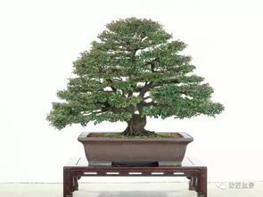 ：小紫檀盆景在传统国学与现代风水中的综合价值