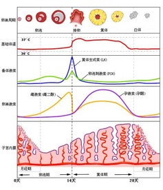 B段落2：饮食搭配对周期平稳性的作用于