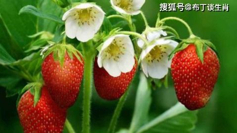 草莓23颗数字代表什么，其含义是吉是凶，草莓真的能招财纳福吗？