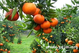 青桔子？女主播要凉凉？