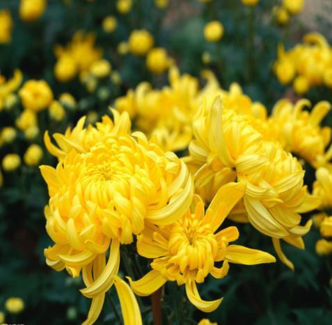 职场狗必看！白菊花竟能预测失业