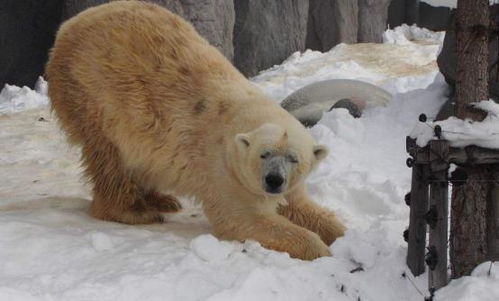 门庭若市形容的动物是什么生肖？