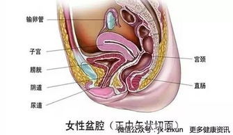 1. 作用于生育能力