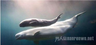 六、 地下生活者——裸鼹鼠