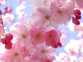 算命时说桃花运多具体意味着什么？