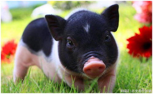 属猪的人取名时有哪些字是应该避免的，以免影响其命运？