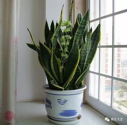 家里摆放风水虎皮兰是否合适呢？