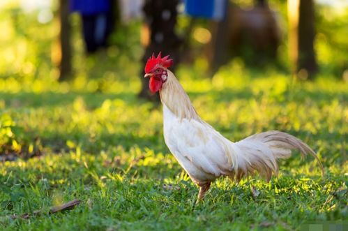 2026年和2028年属鸡的人分别对应哪一年生肖属相？