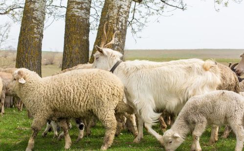 属羊女性如何布置风水，才能让猪和羊的属性相得益彰？