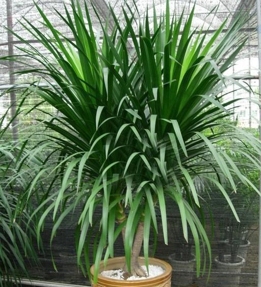 1. 环境净化功能