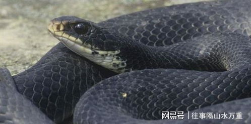梦见一窝小黑蛇究竟预示着什么含义呢？