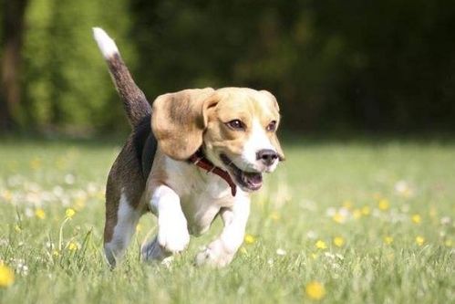 属狗2026年4月25日财运和1月30日运势分别如何？