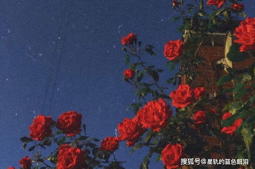 哪些星座近期会好运连连，成为运势爆棚的超级锦鲤呢？
