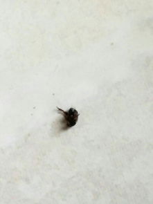 如何彻底消灭风水中的蛞蝓，避免其象征意义带来不利影响？