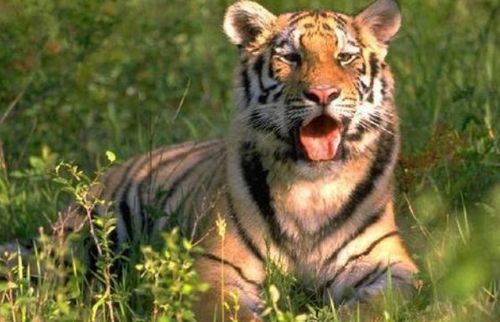 1997年属牛男与1998年属虎女结婚，他们的婚姻关系是否有利于财运？