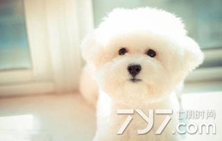 梦见狗摆尾的象征意义解析