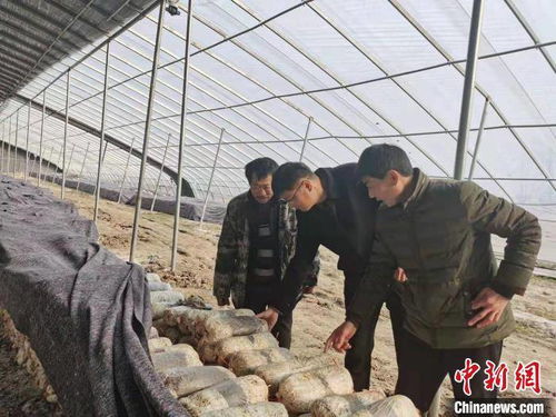 较大别山区农村产业振兴实践探究：溪蟹养殖模式的可行性与持续发展潜力
