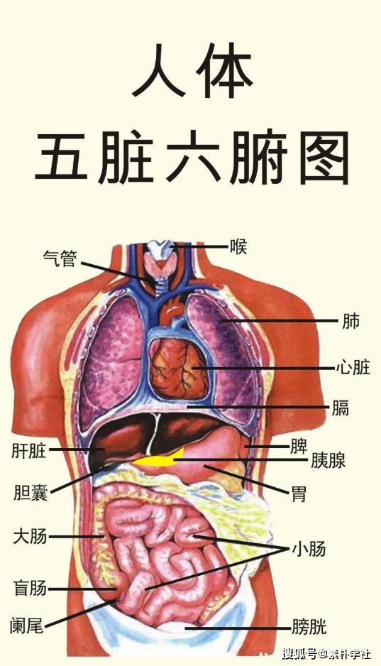 五、 五脏六腑理论