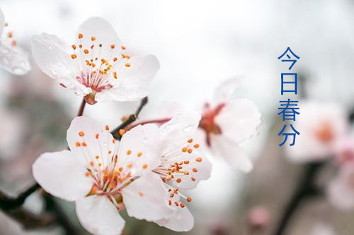 一、春分之气：昼夜均衡与阴阳交替的天然法则