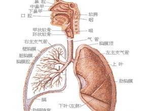 心理状态层面解析
