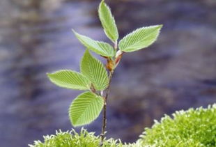 树苗长得快？我看是倒霉来得快！