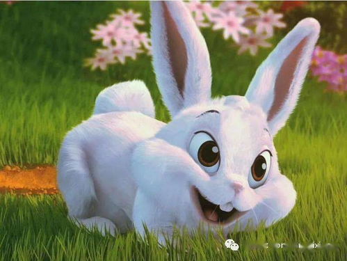 属兔女性格都好吗？送属兔女生什么礼物合适？