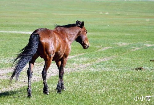 其他生肖配对的比较分析与潜在挑战