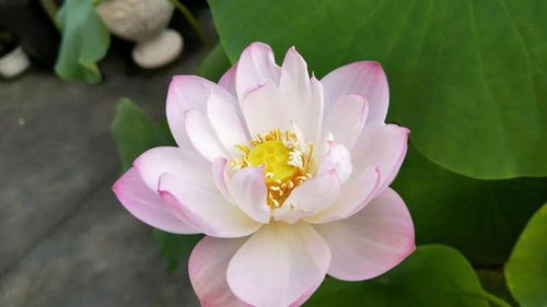 2. 形状与颜色：圆的才吉利