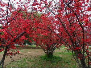 海棠树风水禁忌有哪些？最佳位置应该放在哪里？