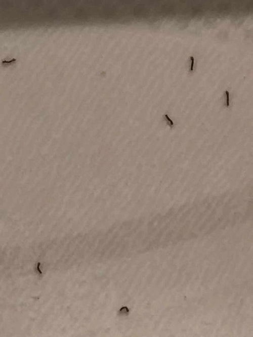 梦见成堆蠕动的软体虫子预示着什么含义？