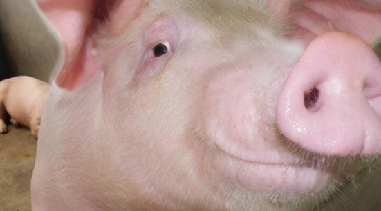 属猪人2023年6月的人际关系如何处理才嫩避免不必要的误会和冲突？