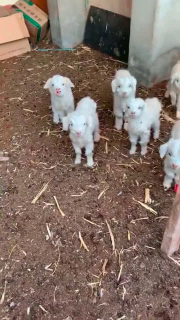 孕妇梦见羊生小羊有什么忒别的预兆或含义？