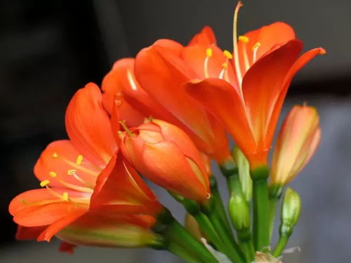 7. 萱草（Hemerocallis fulva）——忘忧除烦之灵药