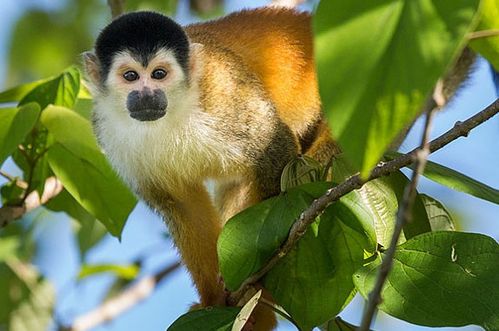 属猴男性最不宜与哪三个生肖相配，究竟与哪个生肖搭配最为理想呢？