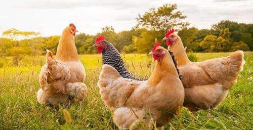 2026年属鸡人三合手机号测吉凶，属鸡手机号码尾数改为何数最吉利？