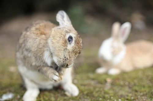 属兔的最佳婚姻伴侣是谁？