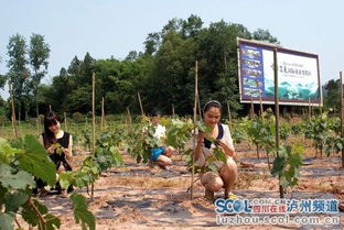 先破个防：你以为的“河南端午传统”，可能都是“现代包装”？