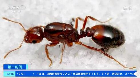 ：阳台生态位与居家风水之辩证关系