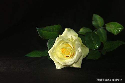 关于科学研究性与寓意性的辩证思考
