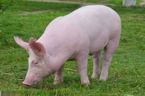 属猪的人哪个月出生最旺命旺己，哪个月出生的人命最好命最坏命？