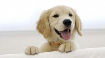 属狗的生辰时间具体是哪一天呢？