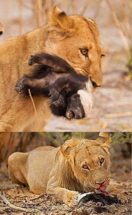 出尔反尔的动物是哪个生肖？：哪个生肖动物会出尔反尔呢？